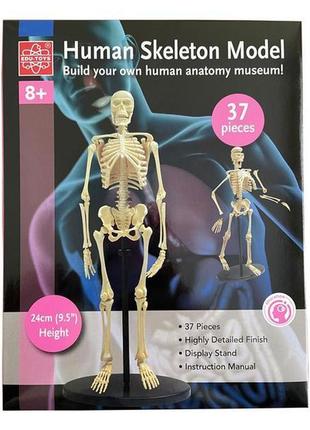 Модель скелета людини edu-toys збірна, 24 см (sk057) ll4 фото