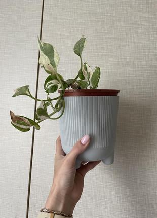 Епіпремнум ліана цветок с кашпо 2