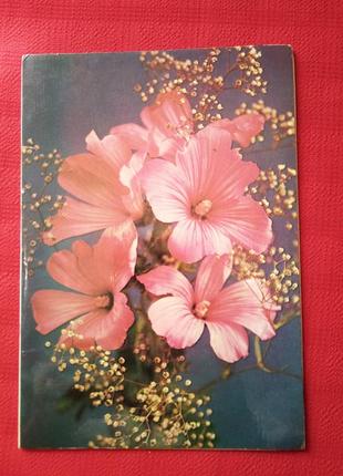 Листівка з днем народження!" бу у 1979 р-букет з рожевими мальвами