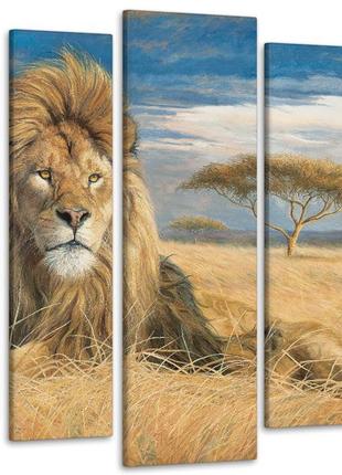 Модульная картина из 5 частей в гостиную спальню африка лев art-271_5 ( 80х118см ) melmil