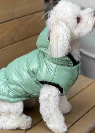 Жилет лакований для собак