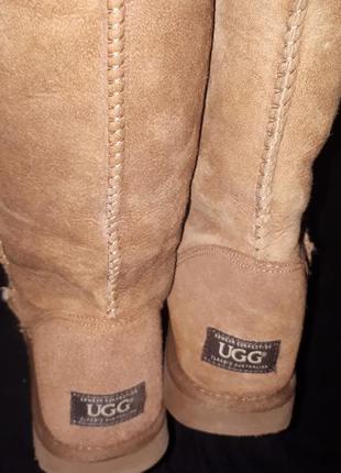 Р 39 -25 см сапоги ugg3 фото