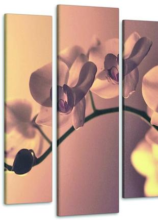 Модульная картина орхидея art-203_5 90х132 см melmil