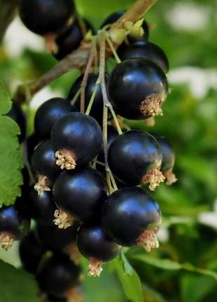 Аромат для свечи и мыла черная смородина и жасмин (candlescience black currant and jasmine)