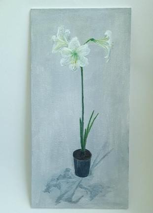 Картина лилия, белый амариллис